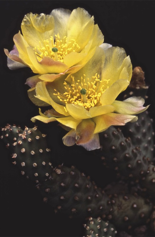 opuntia rutila f. mini