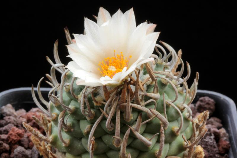 Turbinicarpus klinkerianus ssp. schwarzii 