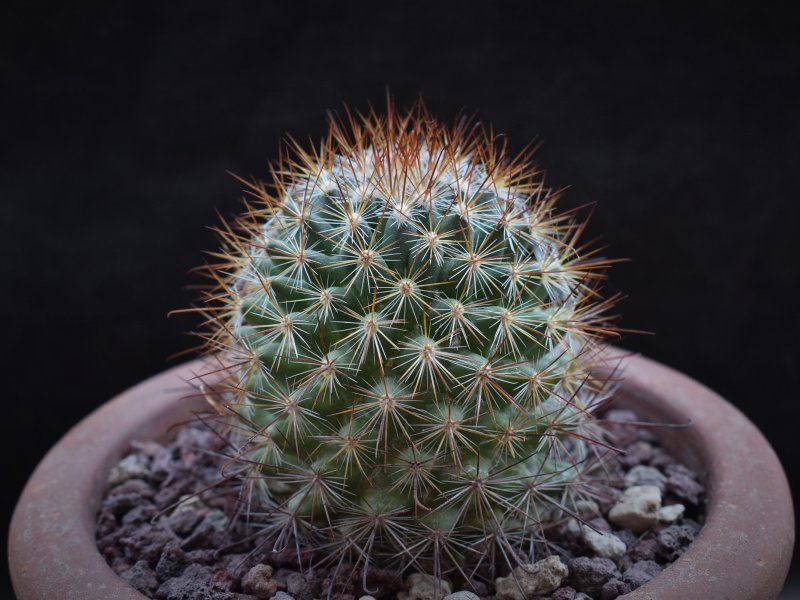 Mammillaria albrechtiana ML 386