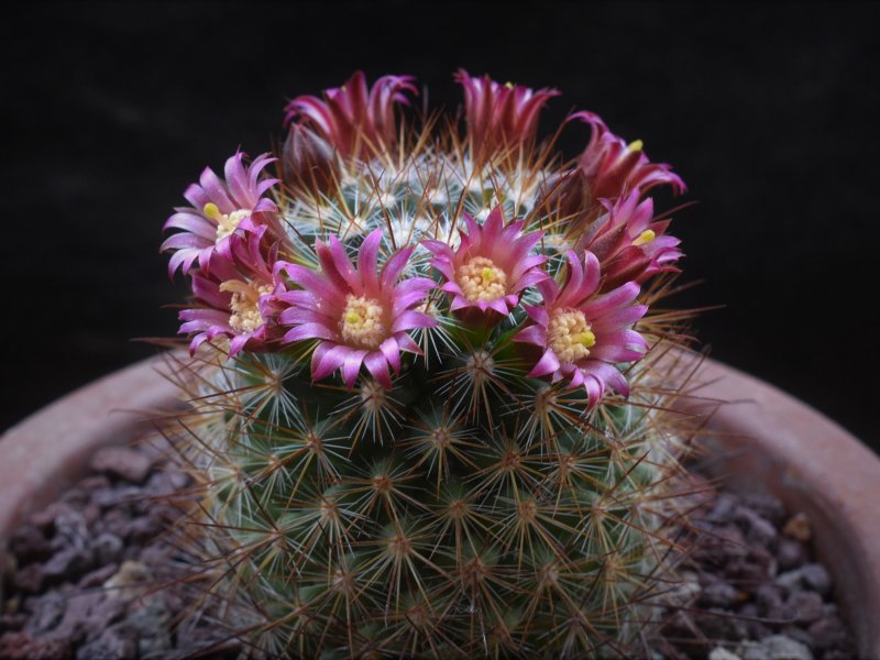 Mammillaria albrechtiana ML 386