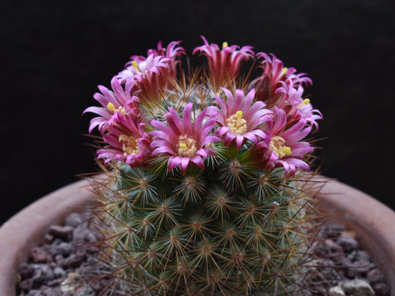 Mammillaria albrechtiana ML 386