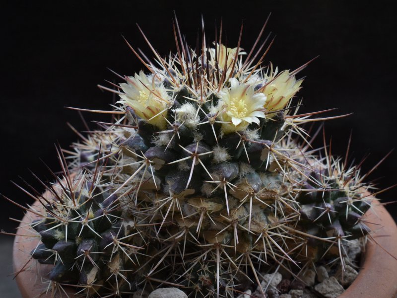 Mammillaria karwinskiana ssp. beiselii 