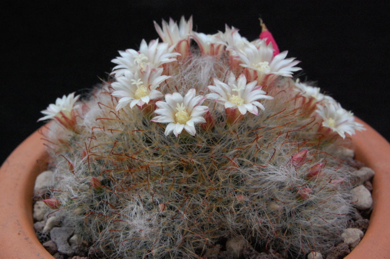 Mammillaria bocasana REP 1232