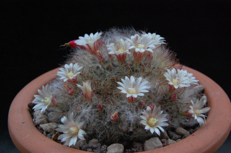 Mammillaria bocasana REP 1232