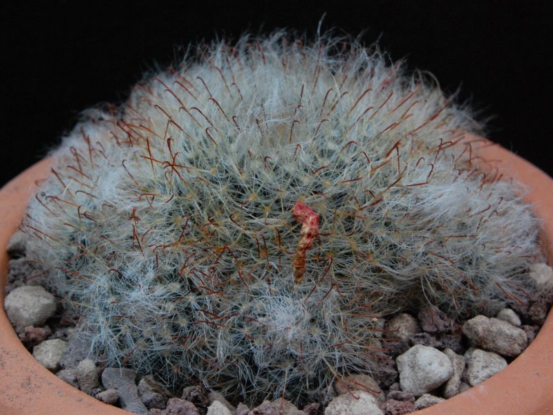 Mammillaria bocasana REP 1232