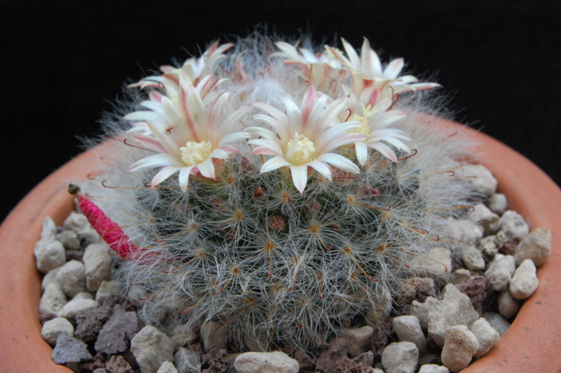 Mammillaria bocasana SB 524