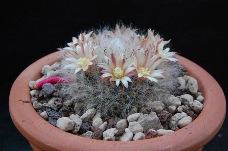 Mammillaria bocasana SB 524