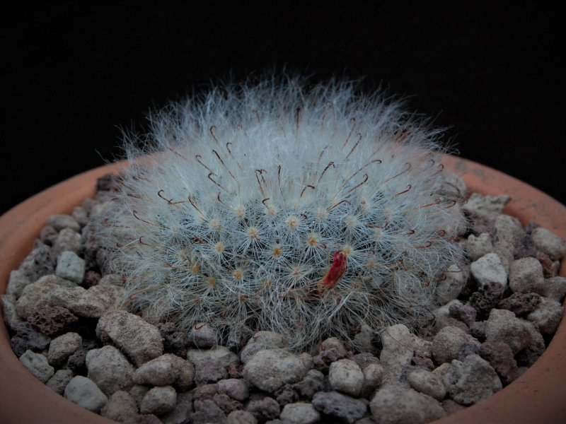 Mammillaria bocasana SB 524