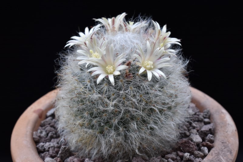 Mammillaria bocasana SB 524