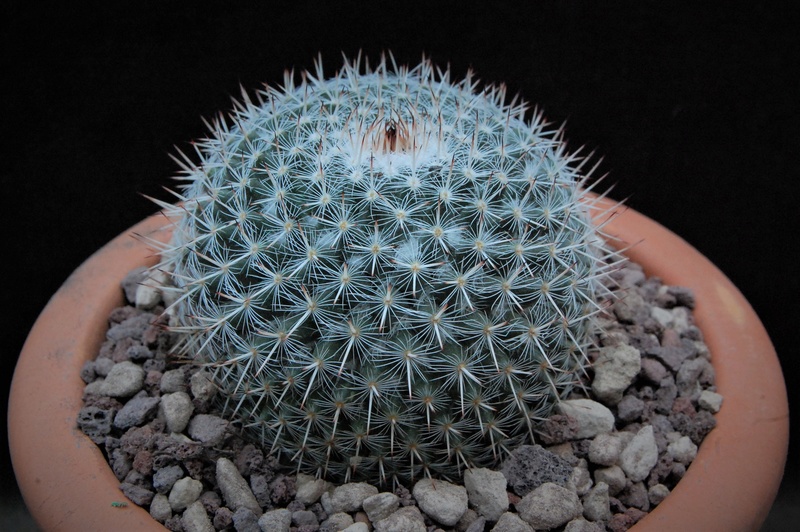 Mammillaria cadereytensis ROG 564