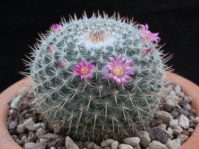 Mammillaria cadereytensis ROG 564