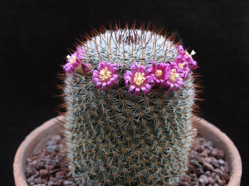 Mammillaria elegans v. teyuca REP 956