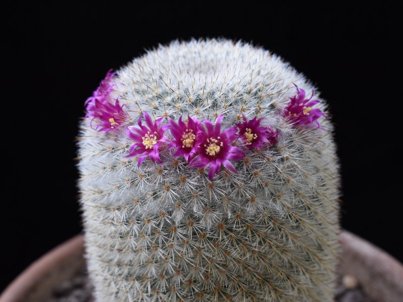 Mammillaria gieseckei 