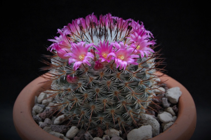 Mammillaria haageana SB 580