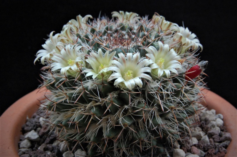 Mammillaria karwinskiana SB 1174