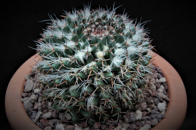 Mammillaria karwinskiana SB 1174