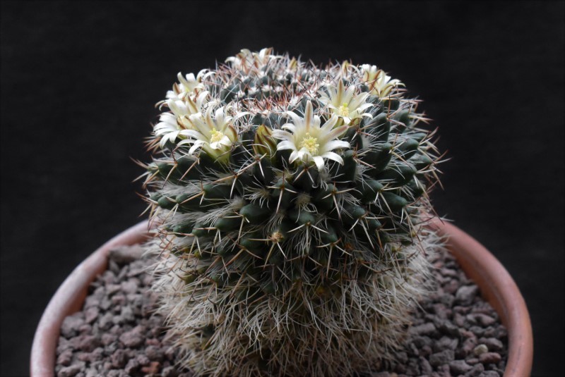 Mammillaria karwinskiana SB 1174