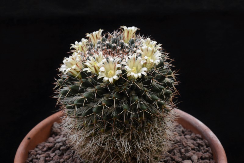 Mammillaria karwinskiana SB 1174