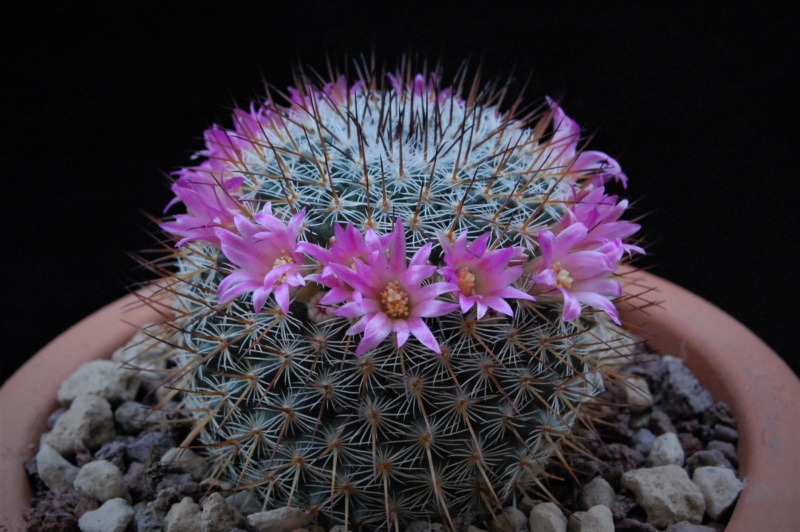 Mammillaria haageana SB 580