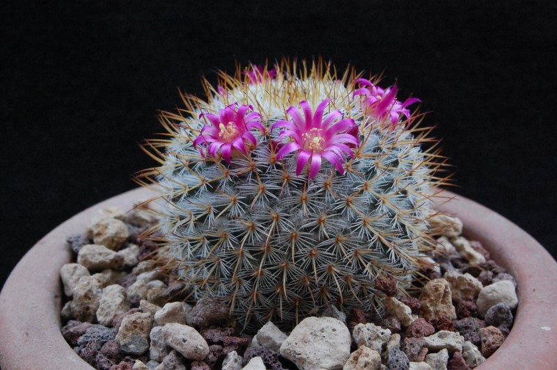 Mammillaria haageana SB 580