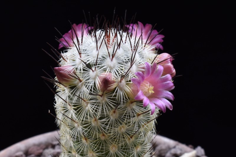 Mammillaria microhelia 