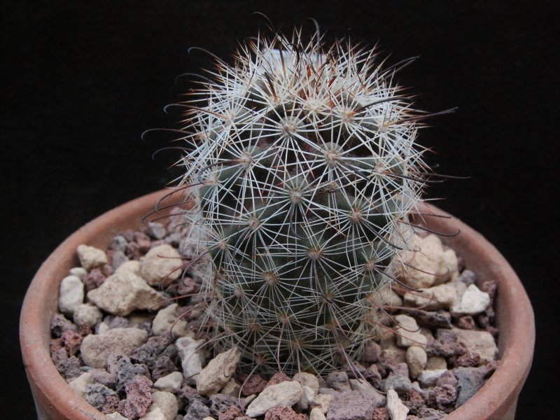 Mammillaria hutchisoniana SB 1243