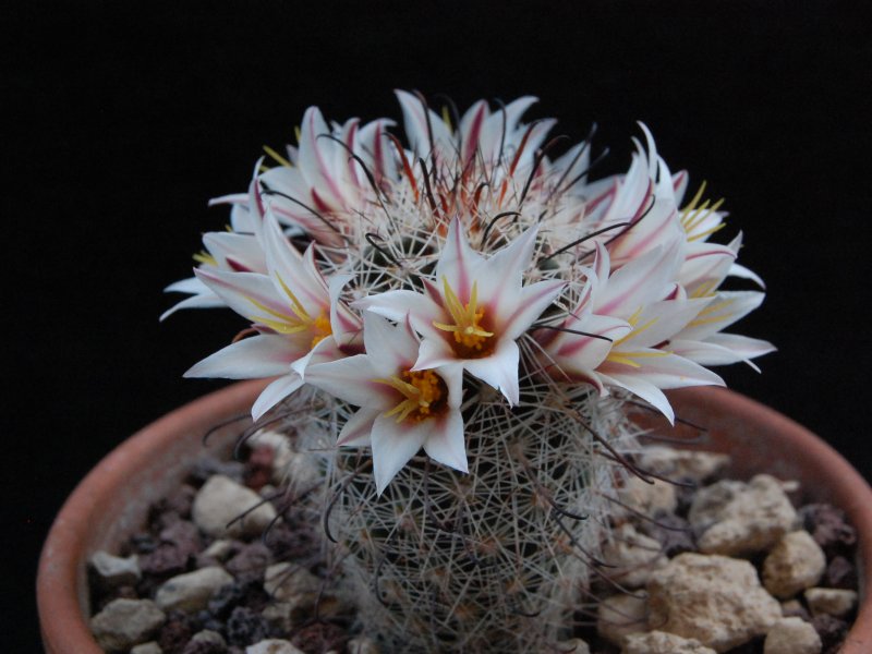 Mammillaria hutchisoniana SB 1243