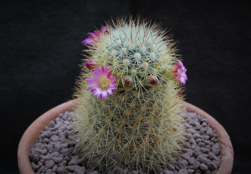 Mammillaria microhelia 