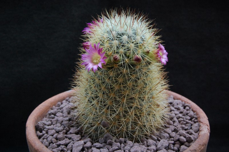 Mammillaria microhelia 