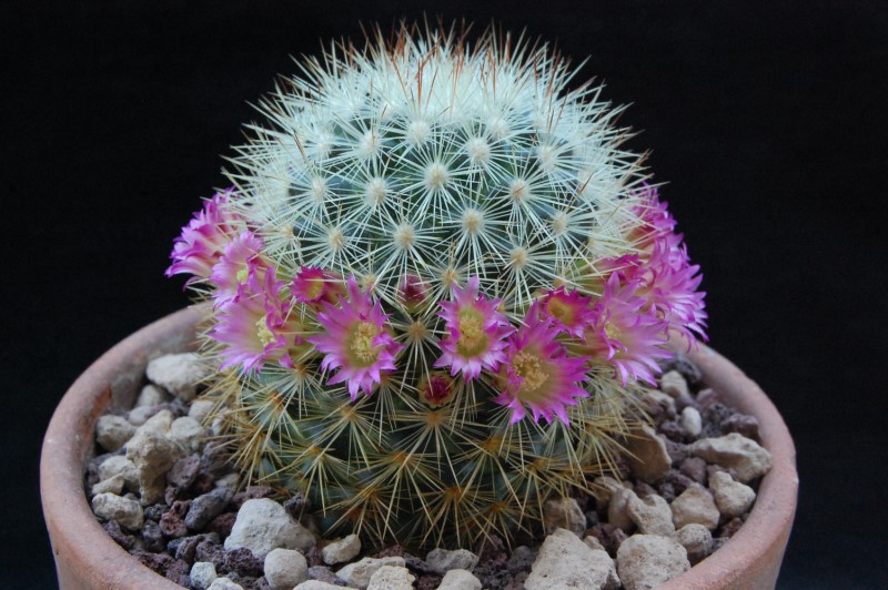 Mammillaria microhelia 