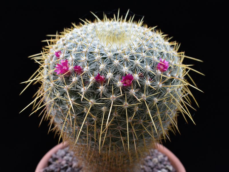 Mammillaria muehlenpfordtii P 487