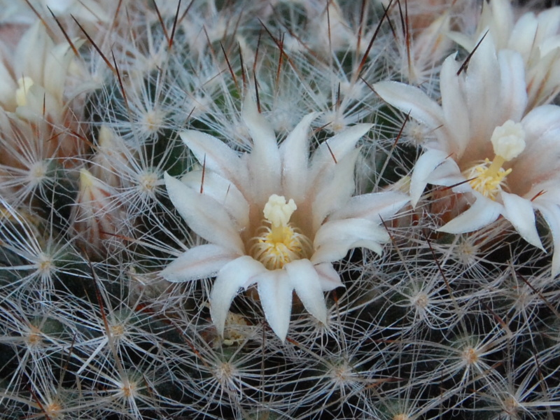 Mammillaria pilispina REP 1006