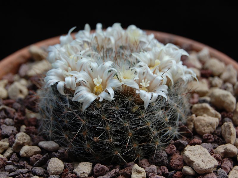 Mammillaria pilispina REP 1006