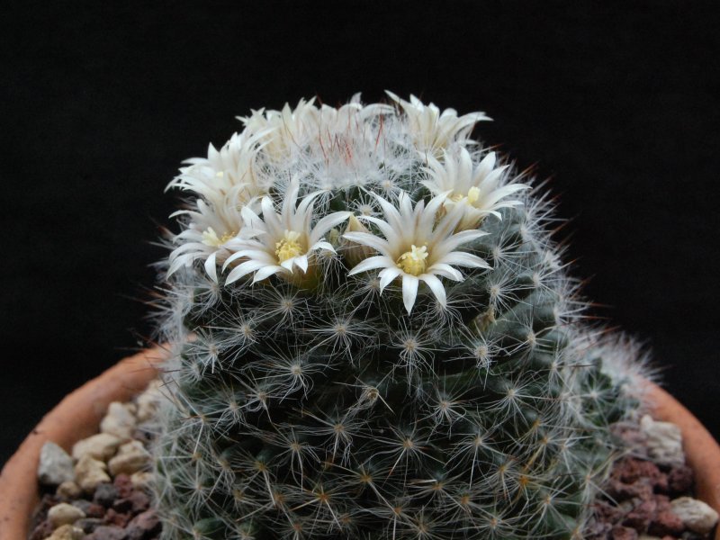 Mammillaria pilispina REP 1006