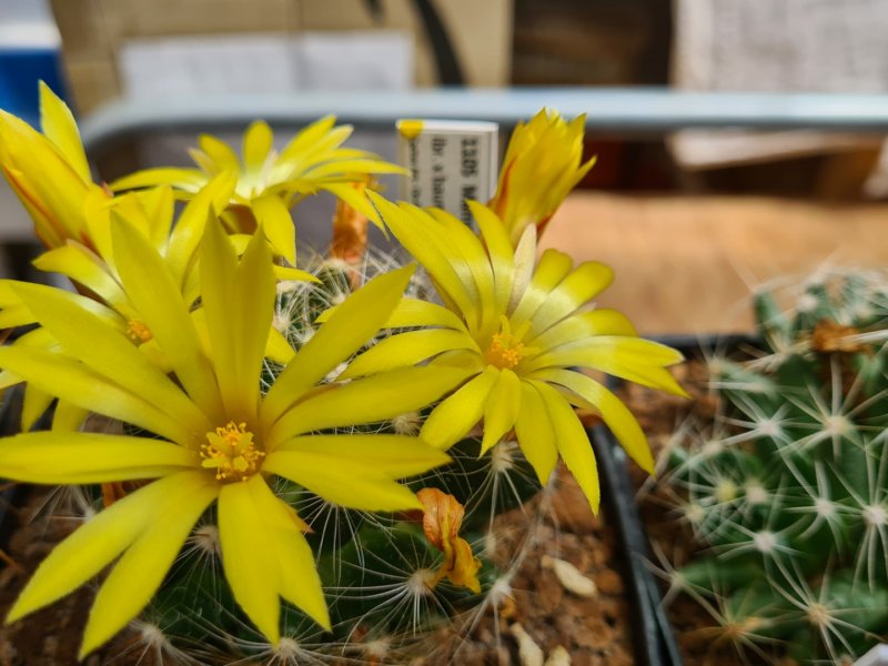 Mammillaria sphaerica x baumii 