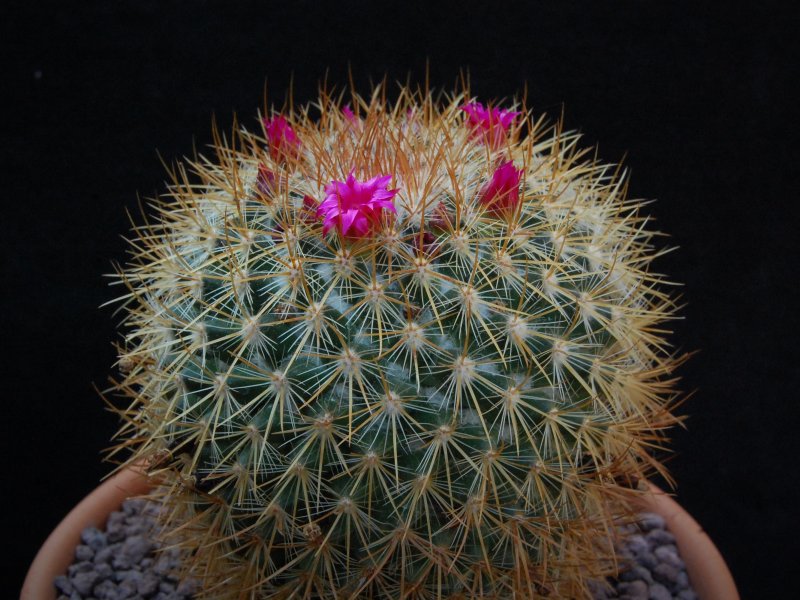 Mammillaria rhodantha ROG 468