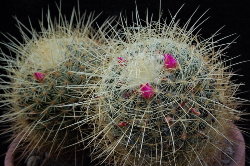 Mammillaria rhodantha ssp. aureiceps 