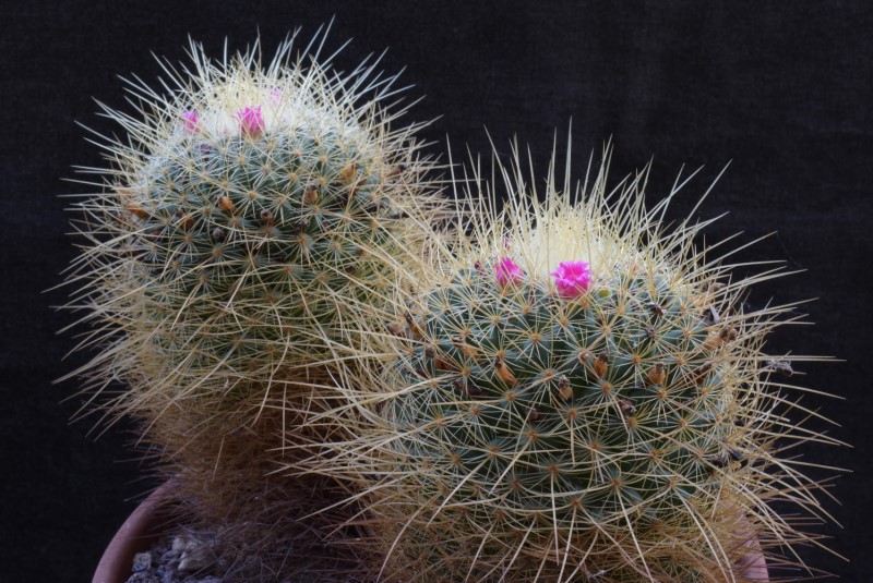 Mammillaria rhodantha ssp. aureiceps 