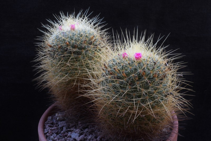 Mammillaria rhodantha ssp. aureiceps 