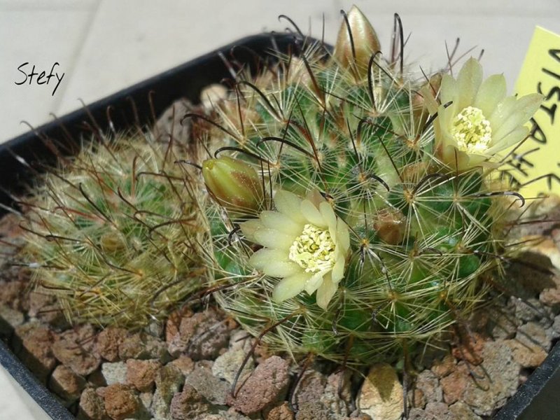 mammillaria pygmaea