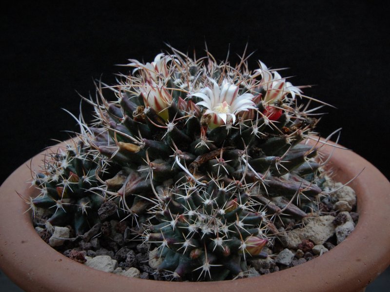 Mammillaria saxicola P 333