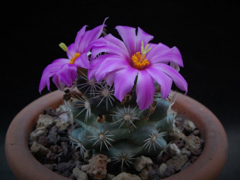 Mammillaria schumannii v. globosa 