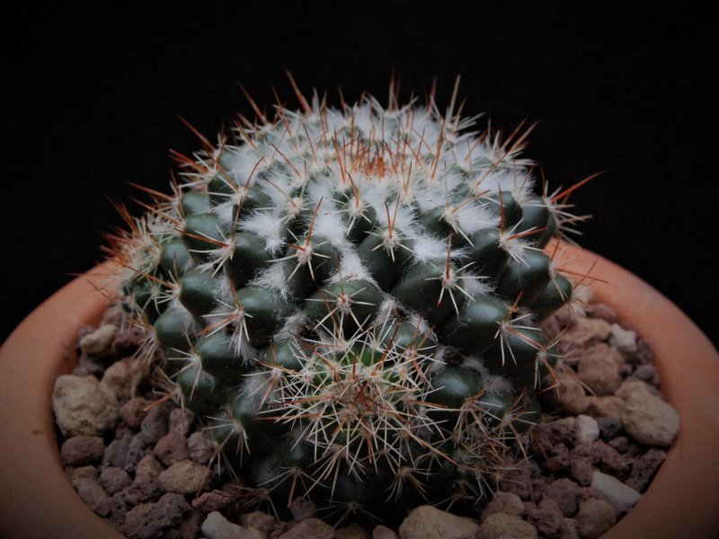 Mammillaria scrippsiana SB 717