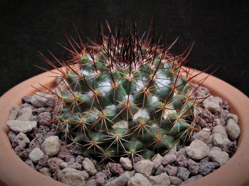 Mammillaria scrippsiana v. autlanensis 