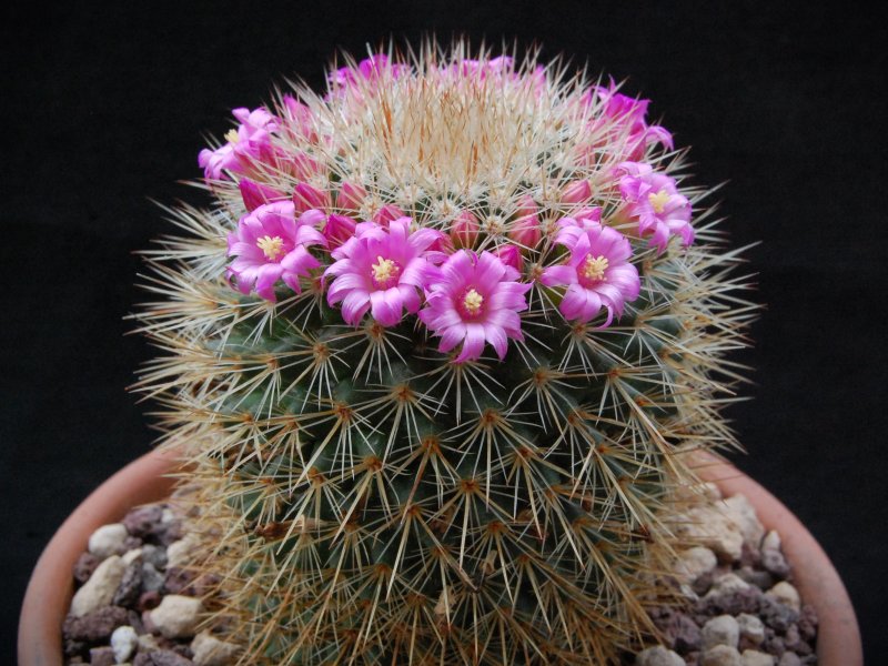 Mammillaria auricoma 