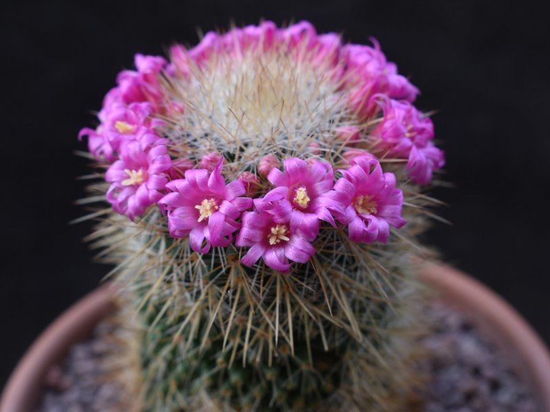 Mammillaria auricoma 