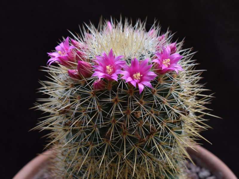 Mammillaria auricoma 