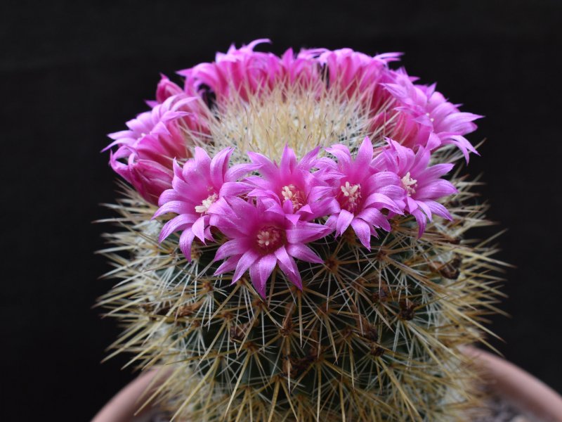 Mammillaria auricoma 