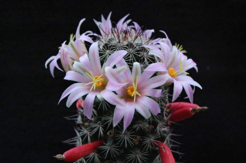 Mammillaria swinglei 