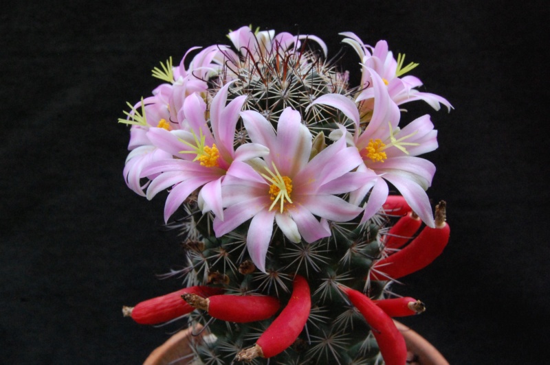Mammillaria swinglei 